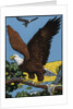 Vintage Illustration of a Bald Eagle. by Anonymous