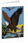 Vintage Illustration of a Bald Eagle. by Anonymous