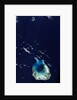 Cocos (Keeling) Islands by Anonymous