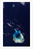 Cocos (Keeling) Islands by Anonymous