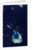 Cocos (Keeling) Islands by Anonymous