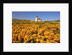 wildflowers add beauty to Coquille River Lighthouse, Bandon Beach, Oregon Coast, Pacific Northwest. by Anonymous