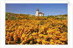 wildflowers add beauty to Coquille River Lighthouse, Bandon Beach, Oregon Coast, Pacific Northwest. by Anonymous