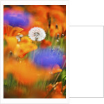 closeup wildflowers, Hood River, Colubia River Gorge National Scenic Area. Oregon. by Anonymous