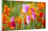 closeup wildflowers, Hood River, Colubia River Gorge National Scenic Area. Oregon. by Anonymous