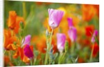 closeup wildflowers, Hood River, Colubia River Gorge National Scenic Area. Oregon. by Corbis