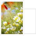 closeup wildflowers, Hood River, Colubia River Gorge National Scenic Area. Oregon. by Anonymous