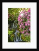 spring flowers in Crystal Springs Rhododendron Garden. Portland Oregon. by Anonymous