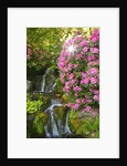 spring flowers in Crystal Springs Rhododendron Garden. Portland Oregon. by Anonymous