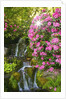 spring flowers in Crystal Springs Rhododendron Garden. Portland Oregon. by Anonymous