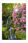 spring flowers in Crystal Springs Rhododendron Garden. Portland Oregon. by Anonymous