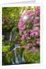 spring flowers in Crystal Springs Rhododendron Garden. Portland Oregon. by Anonymous