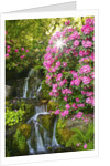 spring flowers in Crystal Springs Rhododendron Garden. Portland Oregon. by Anonymous