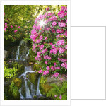 spring flowers in Crystal Springs Rhododendron Garden. Portland Oregon. by Anonymous