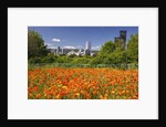 wild flowers add beauty to Portland. Oregon. Pacific Northwest. by Anonymous