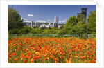 wild flowers add beauty to Portland. Oregon. Pacific Northwest. by Anonymous