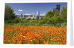 wild flowers add beauty to Portland. Oregon. Pacific Northwest. by Anonymous