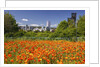 wild flowers add beauty to Portland. Oregon. Pacific Northwest. by Anonymous
