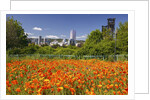wild flowers add beauty to Portland. Oregon. Pacific Northwest. by Anonymous