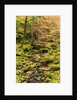 Fall colours in a forest by Anonymous