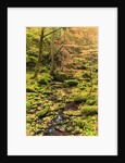Fall colours in a forest by Anonymous