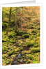 Fall colours in a forest by Anonymous