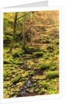 Fall colours in a forest by Anonymous