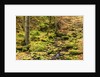 Fall colours in a forest by Anonymous