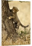 Cheetah Cub by Anonymous
