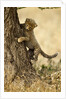 Cheetah Cub by Anonymous