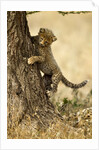 Cheetah Cub by Anonymous