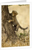 Cheetah Cub by Anonymous