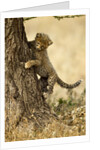 Cheetah Cub by Anonymous