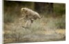 Cheetah cubs playing at Ngorongoro Conservation Area by Anonymous