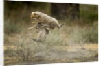 Cheetah cubs playing at Ngorongoro Conservation Area by Anonymous