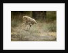 Cheetah cubs playing at Ngorongoro Conservation Area by Anonymous