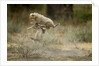 Cheetah cubs playing at Ngorongoro Conservation Area by Anonymous