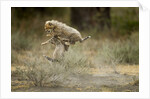 Cheetah cubs playing at Ngorongoro Conservation Area by Anonymous
