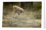 Cheetah cubs playing at Ngorongoro Conservation Area by Anonymous