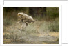 Cheetah cubs playing at Ngorongoro Conservation Area by Anonymous