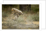 Cheetah cubs playing at Ngorongoro Conservation Area by Anonymous