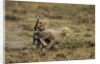 Cheetah cubs playing at Ngorongoro Conservation Area by Anonymous