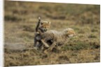 Cheetah cubs playing at Ngorongoro Conservation Area by Anonymous