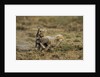 Cheetah cubs playing at Ngorongoro Conservation Area by Anonymous