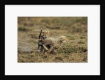 Cheetah cubs playing at Ngorongoro Conservation Area by Anonymous