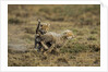 Cheetah cubs playing at Ngorongoro Conservation Area by Anonymous