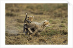 Cheetah cubs playing at Ngorongoro Conservation Area by Anonymous