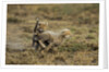 Cheetah cubs playing at Ngorongoro Conservation Area by Anonymous