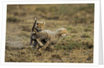Cheetah cubs playing at Ngorongoro Conservation Area by Anonymous