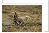 Cheetah cubs playing at Ngorongoro Conservation Area by Anonymous